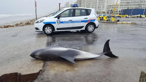 Un dauphin retrouvé sur la plage d'Hardelot