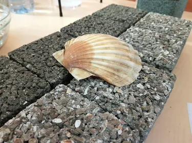 17 bateaux se préparent à la pêche à la coquille St Jacques