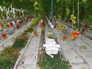 Les Serres des Hauts-de-France produisent leurs premières tomates !