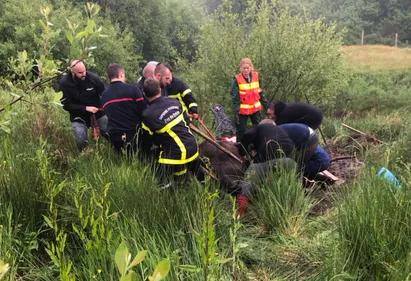 St Etienne-au-Mont : une chaîne solidaire pour sauver l'ânesse Soleil
