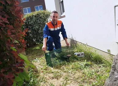 Campagne de stérilisation des chats errants jusque fin juillet