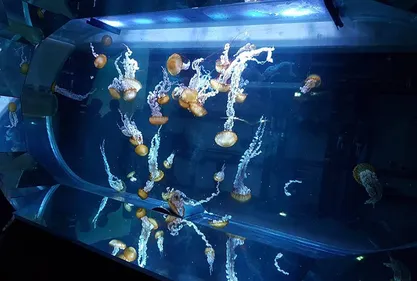 Grand Nausicaa : des milliers de visiteurs attendus pour le premier...