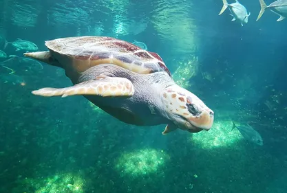 Boulogne: jusqu'au 20 décembre, visitez Nausicaà pour 8 euros au...