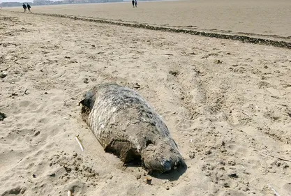 Un phoque retrouvé mort ce week-end sur la plage de Gravelines