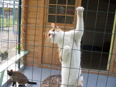 Journées portes ouvertes à la SPA de St Georges sur l'Aa ce week-end