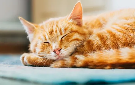 Ambleteuse : un chaton retrouvé mort, découpé en 3 morceaux