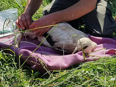 Quatre cigogneaux ont été bagués dans le marais audomarois