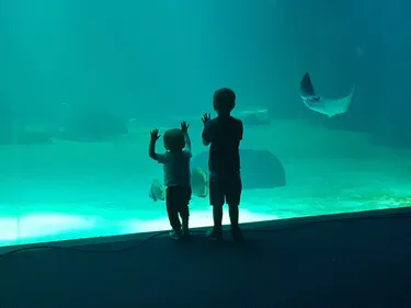 Un mois après son ouverture, le grand Nausicaa fait le bilan