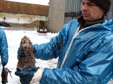 Les 1ères récoltes de choux fleurs ravagés par les rats musqués
