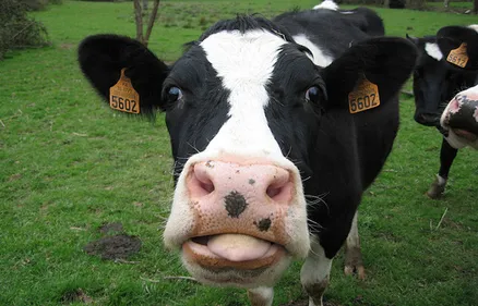 Avis de recherche pour retrouver deux vaches flamandes !