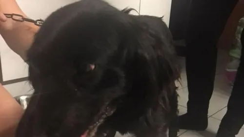 Une chienne abandonnée à Zuydcoote retrouve un foyer