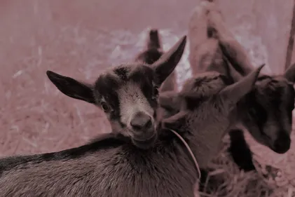 A Wirwignes, venez traire les chèvres de la ferme du Petit Quenneval