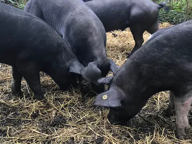 Une cagnotte pour les sauver de l’abattoir