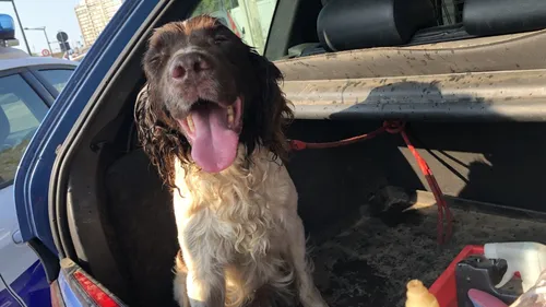 Une vitre brisée pour secourir un chien dans une voiture