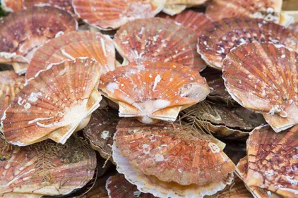 Les pêcheurs boulonnais et Etaplois sont inquiets