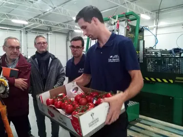 La première récolte de tomates est un succès pour les Serres des...