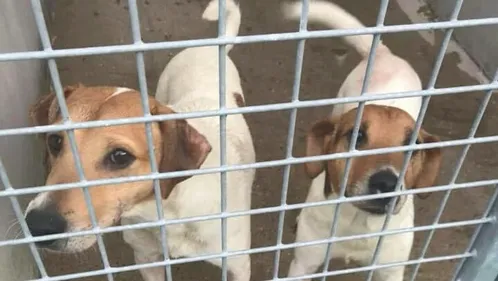 Quatre-vingt-onze animaux retirés à un couple !