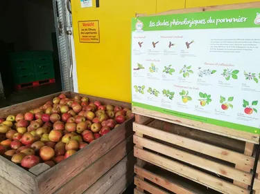 Pitgam : le verger "Terroir du Nord" vous ouvre ses portes ce week-end