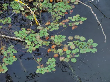 La Jussie menace l’équilibre de la biodiversité dans le marais...