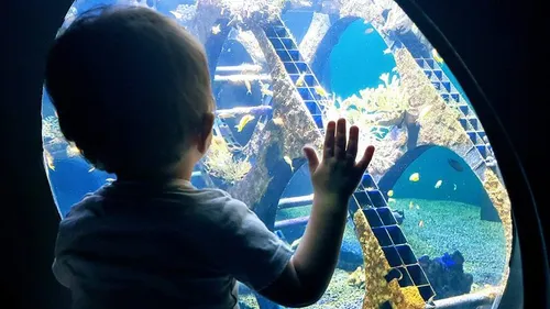 Nausicaà à petit prix pour les habitants de l'agglomération !