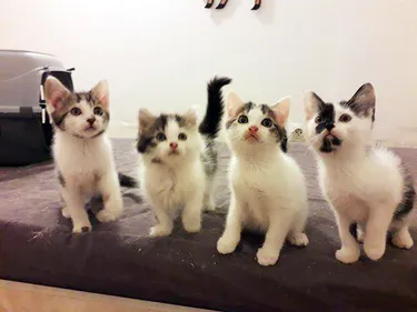 La SPA fermée pour travaux