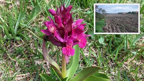 Ambleteuse : le maire accusé d’avoir retourné un terrain avec une...
