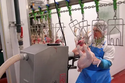 Nouvel abattoir à Zegerscappel, les feux sont au vert