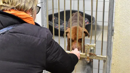 Mowgli, le chien sauvé à l'agonie, va mieux