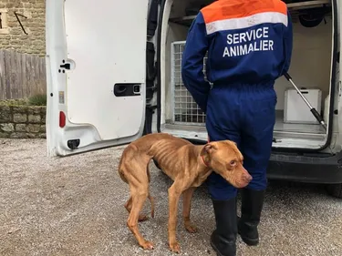 Un pitbull à l'agonie sauvé dans une habitation de la vieille-ville