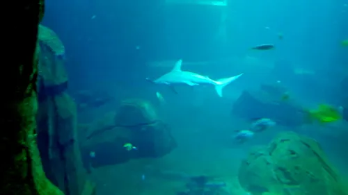 A Nausicaa, le dernier requin marteau adulte est surveillé de près