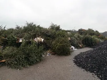 Des sapins de Noël vont avoir une nouvelle vie sur la Côte d’Opale