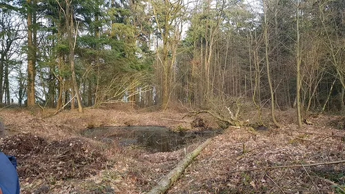 A Morbecque, le bois des Huit-Rues en pleine réhabilitation
