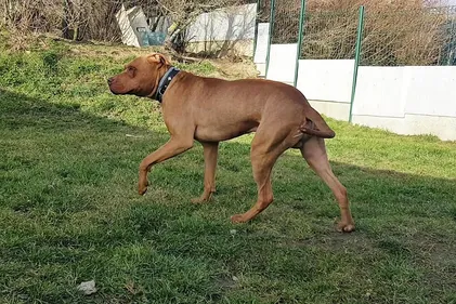 Le chien Mowgli a été adopté !