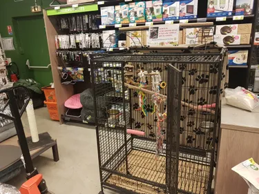 Le magasin Tom & Co victime d’un vol… de perroquet