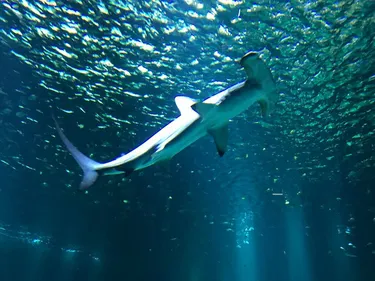 Le dernier requin-marteau de Nausicaá est mort