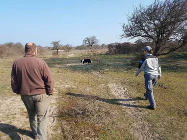 Des chèvres retrouvées égorgées dans la dune Marchand