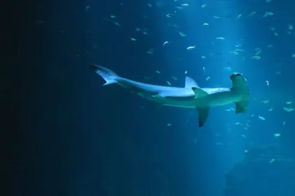 Nausicaa : le requin marteau à nouveau placé en quarantaine