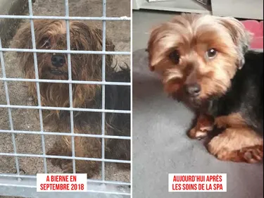 Bierne : maltraitance sur des animaux, un octogénaire condamné