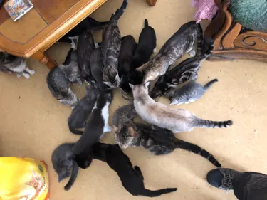 50 chats sauvés à Esquerdes