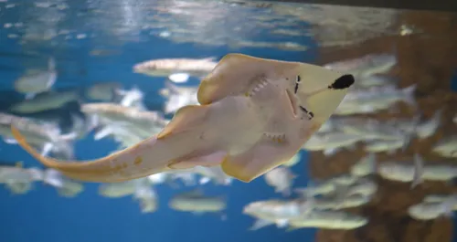 Naissance de 3 raies-guitares "fouisseuses" à Nausicaá