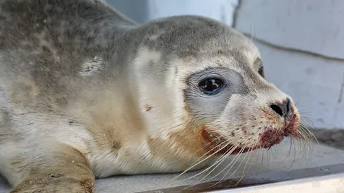Un pêcheur coudekerquois jugé pour des violences sur un phoque