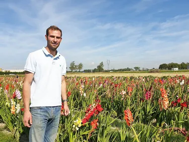 Tournesols, glaieuls et dahlias à cueillir soi-même