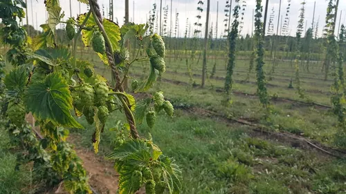 Première récolte à la main de houblon bio à Godewaersvelde