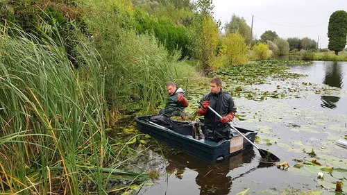 Un an après l’arrivée de la jussie, la situation est maîtrisée