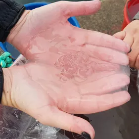 L’aquarium de Paris est venu récupérer des méduses dans le bassin...