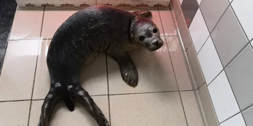 Le phoque attaqué par un pêcheur ce week-end va beaucoup mieux !