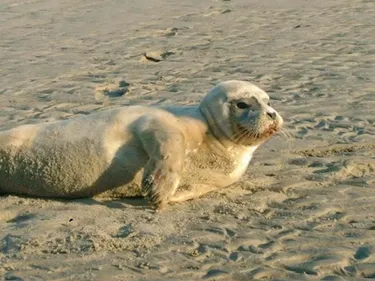 Un phoque sauvagement attaqué par un pêcheur sur la plage de Malo
