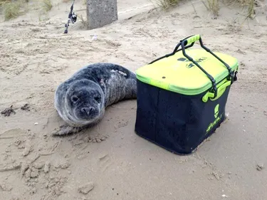 L'homme qui a frappé un bébé phoque sera jugé ce mois-ci