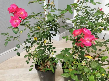 Le commerce se porte bien, et il s’affiche !