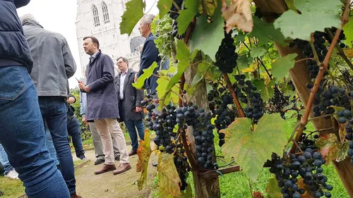 La ville va produire son propre vin bio !